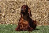 SETTER IRLANDAIS 133